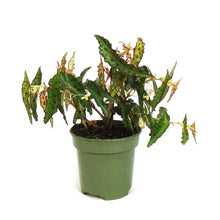 Load image into Gallery viewer, Begonia, 4in, Amphioxus