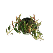 Load image into Gallery viewer, Begonia, 4in, Amphioxus