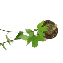 Load image into Gallery viewer, Adenia, 4in, Viridiflora