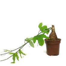 Load image into Gallery viewer, Adenia, 4in, Viridiflora