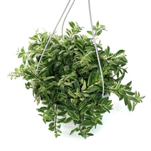 Load image into Gallery viewer, Lipstick Plant, 7.5in HB, Bolero Bicolore