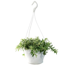 Load image into Gallery viewer, Lipstick Plant, 7.5in HB, Bolero Bicolore