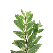 Load image into Gallery viewer, Lipstick Plant, 7.5in HB, Bolero Bicolore