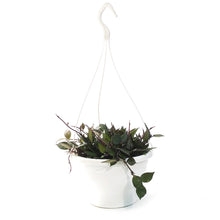 Load image into Gallery viewer, Hoya, 7in HB, Krohniana (Black Leaves)