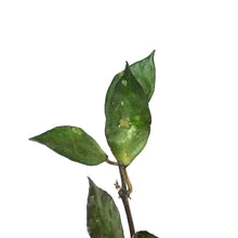 Load image into Gallery viewer, Hoya, 7in HB, Krohniana (Black Leaves)