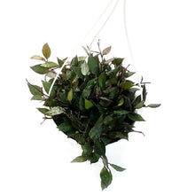 Load image into Gallery viewer, Hoya, 7in HB, Krohniana (Black Leaves)