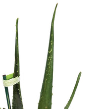 Load image into Gallery viewer, Aloe Vera, 7.5in