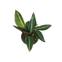 Load image into Gallery viewer, Stromanthe, 4in, Sanguinea