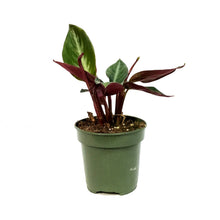 Load image into Gallery viewer, Stromanthe, 4in, Sanguinea