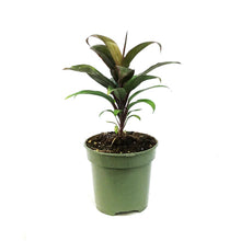 Load image into Gallery viewer, Cordyline, 4in, Doll