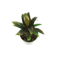 Load image into Gallery viewer, Cordyline, 4in, Doll