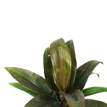 Load image into Gallery viewer, Cordyline, 4in, Doll