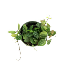 Load image into Gallery viewer, Dischidia, 4in, Ovata