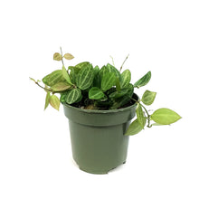 Load image into Gallery viewer, Dischidia, 4in, Ovata