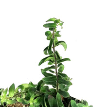 Load image into Gallery viewer, Lipstick Plant, 7.5in HB, Twister