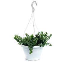 Load image into Gallery viewer, Lipstick Plant, 7.5in HB, Twister