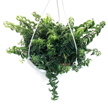 Load image into Gallery viewer, Lipstick Plant, 7.5in HB, Twister