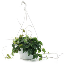 Load image into Gallery viewer, Dischidia, 7in HB, Ovata