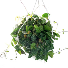 Load image into Gallery viewer, Dischidia, 7in HB, Ovata