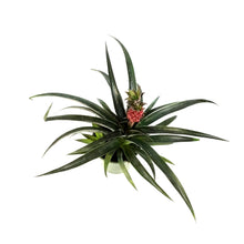 Load image into Gallery viewer, Pineapple, 5in, Red