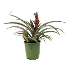 Load image into Gallery viewer, Pineapple, 5in, Red