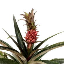 Load image into Gallery viewer, Pineapple, 5in, Red