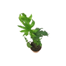 Load image into Gallery viewer, Alocasia, 4in, Brancifolia