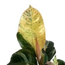 Load image into Gallery viewer, Ficus, 3in, Shivereana