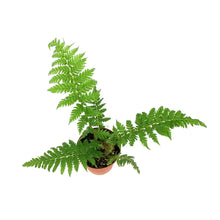 Load image into Gallery viewer, Fern, 4in, Tasmanian Tree