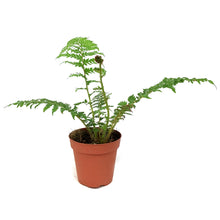 Load image into Gallery viewer, Fern, 4in, Tasmanian Tree