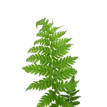 Load image into Gallery viewer, Fern, 4in, Tasmanian Tree