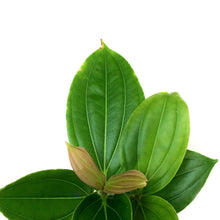 Load image into Gallery viewer, Medinilla, 6in HB, Malaysian Orchid