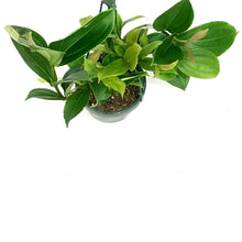 Load image into Gallery viewer, Medinilla, 6in HB, Malaysian Orchid