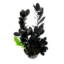 Load image into Gallery viewer, ZZ Plant, 7in, Zamioculcas Zamiifolia Raven ZZ