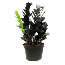 Load image into Gallery viewer, ZZ Plant, 7in, Zamioculcas Zamiifolia Raven ZZ