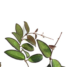 Load image into Gallery viewer, Hoya, 7in HB, Rosita