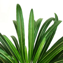 Load image into Gallery viewer, Madagascar Palm, 12in, Pachypodium Lamerei