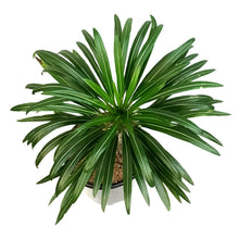 Load image into Gallery viewer, Madagascar Palm, 12in, Pachypodium Lamerei