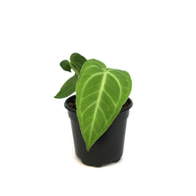 Load image into Gallery viewer, Anthurium, 4in, Villenaorum