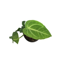 Load image into Gallery viewer, Anthurium, 4in, Villenaorum