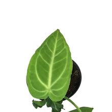 Load image into Gallery viewer, Anthurium, 4in, Villenaorum