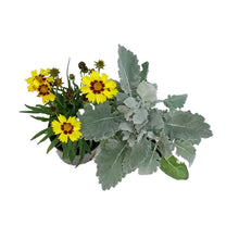 Load image into Gallery viewer, Fall Plant, 5in, Jumbo, Assorted