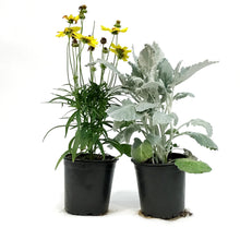 Load image into Gallery viewer, Fall Plant, 5in, Jumbo, Assorted