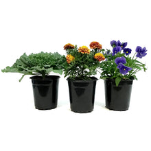 Load image into Gallery viewer, Fall Plant, 1gal, Assorted