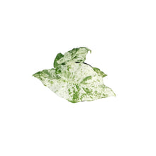 Load image into Gallery viewer, Alocasia, 4in, Macrorrhiza Variegated