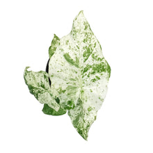 Load image into Gallery viewer, Alocasia, 4in, Macrorrhiza Variegated