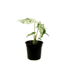 Load image into Gallery viewer, Alocasia, 4in, Macrorrhiza Variegated