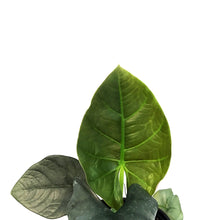 Load image into Gallery viewer, Alocasia, 4in, Reginae Dark Miri