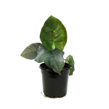 Load image into Gallery viewer, Alocasia, 4in, Reginae Dark Miri