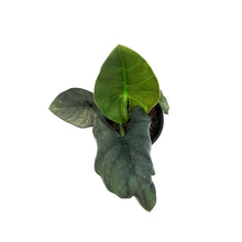 Load image into Gallery viewer, Alocasia, 4in, Reginae Dark Miri
